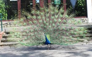 Uczniowie klasy VIIb i VIIc w chorzowskim ZOO (7)